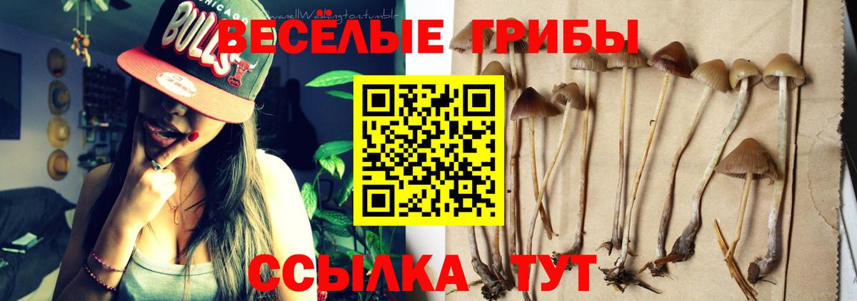 Псилоцибиновые грибы Cubensis  Вход с VPN  Дубна  Галлюциногенные грибы Psilocybe 